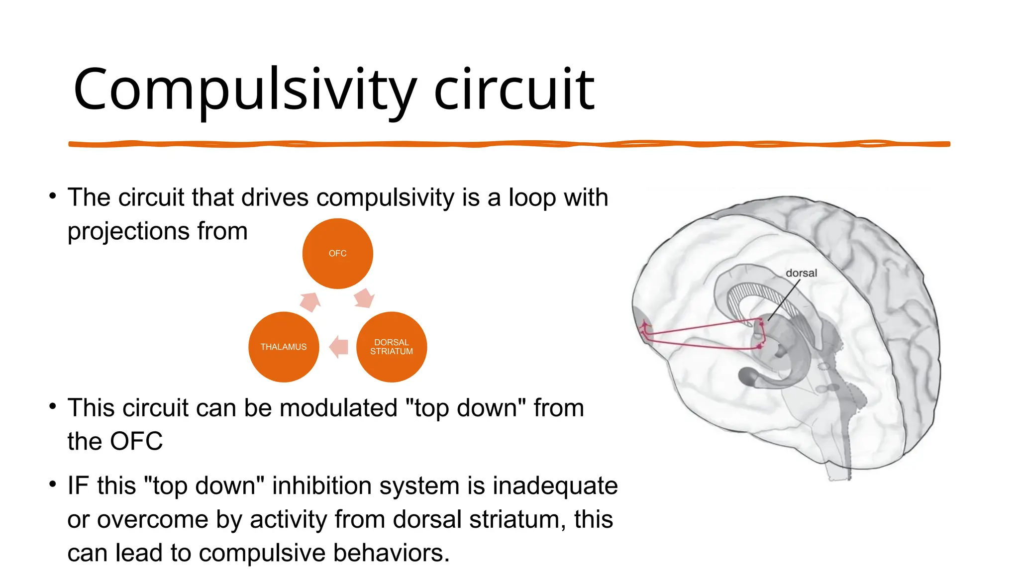 Compulsivity circuit
• The circuit that drives compulsivity is a loop with
projections from
• This circuit can be modulated "top down" from
the OFC
• IF this "top down" inhibition system is inadequate
or overcome by activity from dorsal striatum, this
can lead to compulsive behaviors.
OFC
DORSAL
STRIATUM
THALAMUS
 