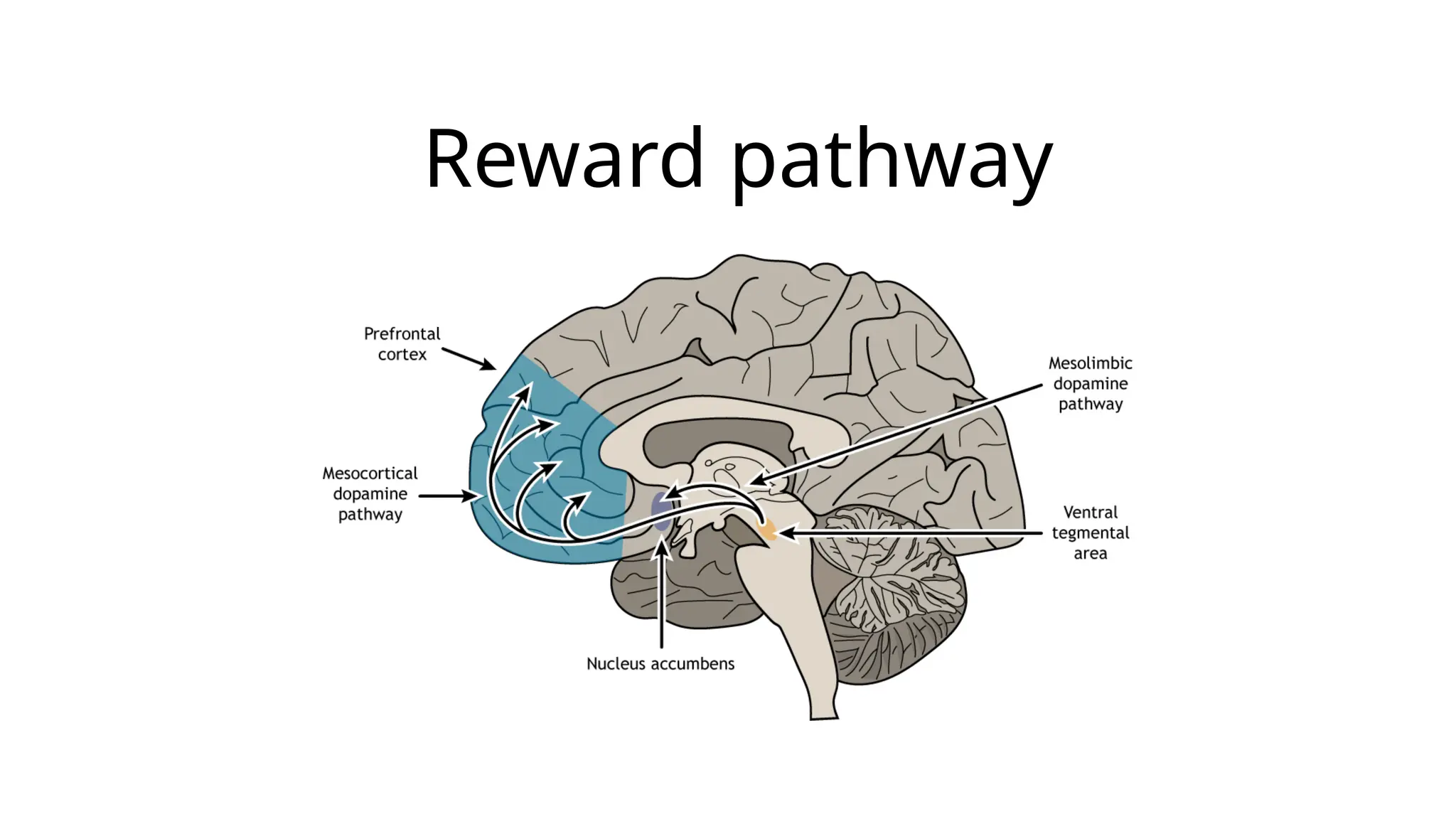 Reward pathway
 