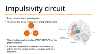 Impulsivity circuit
• Every behavior starts as an impulse.
• The circuit that drives impulsivity is a loop of projections
• This circuit is usually modulated "TOP DOWN" from the
prefrontal cortex
• If top down response is inadequate or overcome by
activity from the ventral striatum, impulsive behaviors
may result.
ACC/
VMPFC
Ventral
striatum
Thalamus
 