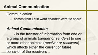 zy
Communication
 comes from Latin word communicare “to share”
Animal Communication
- is the transfer of information from one or
a group of animals (sender or senders) to one
or more other animals (receiver or receivers)
which affects either the current or future
behavior of the receivers9/25/2016 10
Animal Communication
 