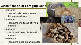 zy
1. Herbivores
 are animals that consume
living plants tissue
2. Carnivores
 consume the tissue of living
animals
3. Omnivores
 eat a mixture of plants and
animals
4. Detritovores
 consume dead organic matter9/25/2016 21
Classification of Foraging Behavior:
 