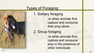 zy
Types of Foraging:
1. Solitary foraging
-is when animals find,
capture and consume
their prey alone
2. Group foraging
-is when animals find,
capture and consume
prey in the presence of
other individuals
9/25/2016 24
 