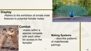 zy
9/25/2016 34
Display
-Refers to the exhibition of ornate male
features to potential female mates
Combat
-males within a
species compete
with each other
for access to the
females
Mating Systems
- describe patterns
of male/female
pairings
 