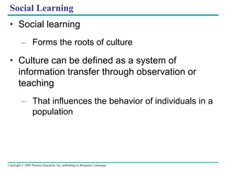 Copyright © 2005 Pearson Education, Inc. publishing as Benjamin Cummings
Social Learning
• Social learning
– Forms the roots of culture
• Culture can be defined as a system of
information transfer through observation or
teaching
– That influences the behavior of individuals in a
population
 