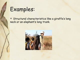 Examples:
 Structural characteristics like a giraffe’s long
neck or an elephant’s long trunk.
 