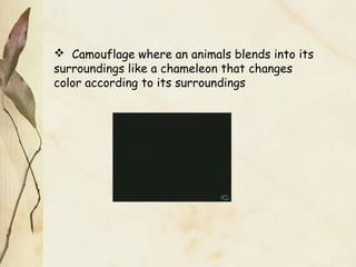  Camouflage where an animals blends into its
surroundings like a chameleon that changes
color according to its surroundings
 