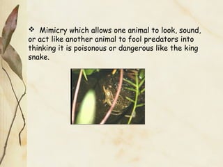  Mimicry which allows one animal to look, sound,
or act like another animal to fool predators into
thinking it is poisonous or dangerous like the king
snake.
 