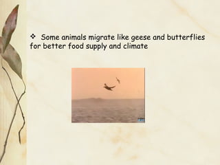  Some animals migrate like geese and butterflies
for better food supply and climate
 