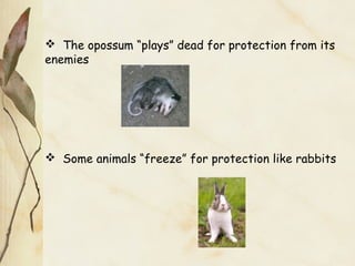  The opossum “plays” dead for protection from its
enemies
 Some animals “freeze” for protection like rabbits
 