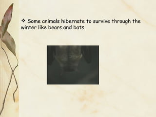  Some animals hibernate to survive through the
winter like bears and bats
 