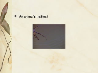  An animal’s instinct
 