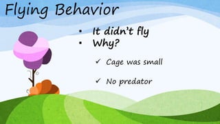 Behavioral study of indian peacock | PPTX