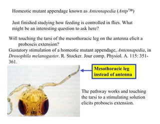 Physiological and Hormonal Control of Insect Behavior and Feeding ...