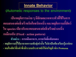 Innate Behavior
  (Autometic responses to the environment)
      เป็ นพฤติกรรมง่ าย ๆ มีลกษณะเฉพาะตัวทีใช้ ในการ
                              ั                  ่
ตอบสนองต่ อสิ่ งเร้ าชนิดใดชนิดหนึ่ง และพฤติกรรมนีสัตว์
                                                      ้
ใน species เดียวกันจะตอบสนองต่ อสิ่ งเร้ าอย่ างหนึ่ง
เหมือนกัน (Fixed - action pattern)
       ตัวอย่ าง : การกลืนอาหาร, การตวัดลินจับแมลง
                                             ้
- พฤติกรรมนีได้ มาจากกรรมพันธุ์เท่ านั้น ไม่ จาเป็ นต้ องเรียนรู้ มาก่ อน
                ้
- พบในสั ตว์ ช้ันต่าซึ่งมีระบบประสาทยังไม่ เจริญดี เช่ น Protozoa
 