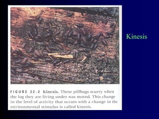 Kinesis
รู ปพารามีเซี ยม Kinesis Taxis Schooling
 