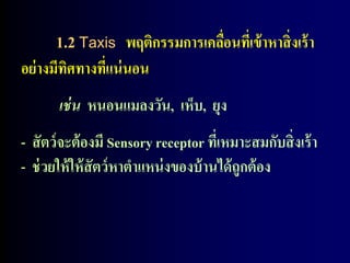 1.2 Taxis พฤติกรรมการเคลือนทีเ่ ข้ าหาสิ่งเร้ า
                                ่
อย่ างมีทศทางทีแน่ นอน
         ิ     ่
       เช่ น หนอนแมลงวัน, เห็บ, ยุง
- สั ตว์ จะต้ องมี Sensory receptor ทีเ่ หมาะสมกับสิ่ งเร้ า
- ช่ วยให้ ให้ สัตว์ หาตาแหน่ งของบ้ านได้ ถูกต้ อง
 