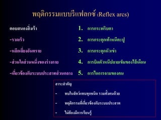 พฤติกรรมแบบรี แฟลกซ์ (Reflex arcs)
ตอบสนองสิ่ งเร้ า                         1. การกระพริบตา
-รวดเร็ว                                  2. การกระตุกเท้ าหนีตะปู
-หลีกเลียงอันตราย
        ่                                 3. การกระตุกหัวเข่ า
-ส่ วนใดส่ วนหนึ่งของร่ างกาย             4. การบิดตัวหนีปลายเข็มของไส้ เดือน
-เกียวข้ องกับระบบประสาทส่ วนกลาง 5. การไอการจามของคน
    ่
                           สาระสาคัญ
                           -    พบในสั ตว์ แทบทุกชนิด รวมทั้งคนด้ วย
                           -    พฤติกรรมทีเ่ กียวข้ องกับระบบประสาท
                                               ่
                           -    ไม่ ต้องมีการเรียนรู้
 