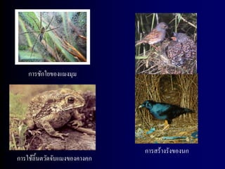 การชักใยของแมงมุม




                               การสร้างรังของนก
การใช้ลิ้นตวัดจับแมงของคางคก
 