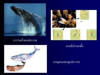 การว่ายน้ าของปลาวาฬ
                                การเต้นราของผึ้ง



                       การดูดนมของลูกปลาวาฬ
 