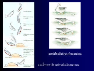 การนาไข่ กลับรังของห่ านเกรย์ แลก


การเกี้ยวพาราสี ของปลาสติกเกิลสามหนาม
 