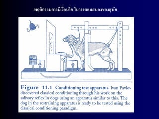 พฤติกรรมการมีเงือนไข ในการตอบสนองของสุ นัข
                ่
 