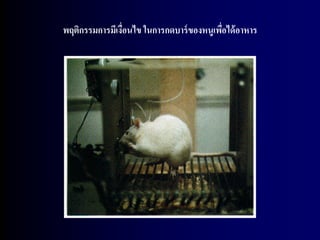 พฤติกรรมการมีเงือนไข ในการกดบาร์ ของหนูเพือได้ อาหาร
                ่                         ่
 