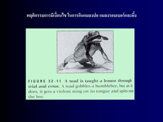 พฤติกรรมการมีเงื่อนไข ในการกินแมลงปอ แมลงรอบเบอร์ และผึง
                                                       ้
 