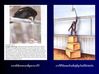 การแก้ เชือกของกาทีผูกอาหารไว้
                   ่             การใช้ ไม้ สอยกล้ วยทีอยู่ทสูงโดยใช้ ลงต่ อกัน
                                                       ่ ี่            ั
 