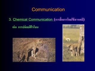 Communication
3. Chemical Communication (การสื่อสารโดยใช้ สารเคมี)
  เช่ น การปล่อยฟี โรโมน
 