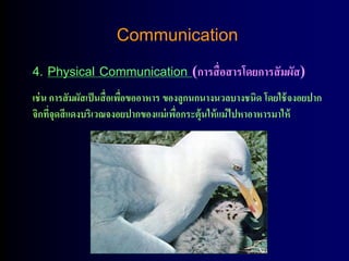 Communication
4. Physical Communication (การสื่อสารโดยการสัมผัส)
เช่ น การสั มผัสเป็ นสื่ อเพือขออาหาร ของลูกนกนางนวลบางชนิด โดยใช้ จงอยปาก
                             ่
จิกทีจุดสี แดงบริเวณจงอยปากของแม่ เพือกระตุ้นให้ แม่ ไปหาอาหารมาให้
      ่                                  ่
 
