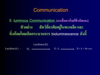 Communication
   5. luminous Communication (การสื่อสารโดยใช้ รหัสแสง)
            ตัวอย่ าง สั ตว์ ทอาศัยอยู่ในทะเลลึก และ
                              ี่
   หิ่งห้ อยโดยเกิดกระบวนการ bioluminescence ดังนี้
                       Luciferase (E)
Luciferin (L) +   O2                    E-L    E + L + hv (แสง)
 