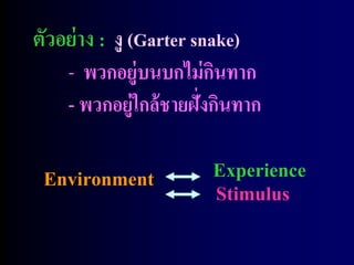 ตัวอย่ าง : งู (Garter snake)
    - พวกอยู่บนบกไม่ กนทากิ
    - พวกอยู่ใกล้ ชายฝั่งกินทาก

 Environment             Experience
                         Stimulus
 