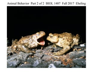 Animal Behavior Part 2 of 2 BIOL 1407 Fall 2017 Ebeling
 