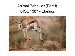 Animal Behavior (Part I)
BIOL 1307 - Ebeling
 