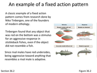 Fixed Action Pattern Behavior Behavior blank pt 1 of 2 | PPT