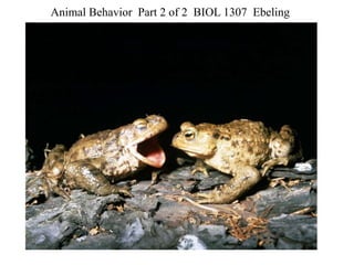 Animal Behavior Part 2 of 2 BIOL 1307 Ebeling
 