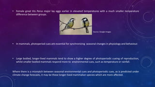 • Female great tits Parus major lay eggs earlier in elevated temperatures with a much smaller temperature
difference between groups.
• In mammals, photoperiod cues are essential for synchronizing seasonal changes in physiology and behaviour.
• Large bodied, longer-lived mammals tend to show a higher degree of photoperiodic cueing of reproduction,
whilst smaller bodied mammals respond more to environmental cues, such as temperature or rainfall.
Where there is a mismatch between seasonal environmental cues and photoperiodic cues, as is predicted under
climate change forecasts, it may be these longer-lived mammalian species which are more affected.
Source: Google Images
 