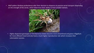 • Wolf spiders Pardosa purbeckensis alter their decision to disperse via passive aerial transport depending
on the strength of the winds, which determine their ability to find suitable habitats.
• Highly dispersive genotypes of Tetrahymena ciliates become more streamlined and grow a flagellum
for more efficient travel and also have a much higher reproductive rate which increases their
colonization success.
 