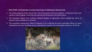 • CASE STUDY- reintroduction of wolves Canis lupus to Yellowstone National Park
1. The threat posed by wolves forced their main prey species, elk Cervus elephus , to become much more
cautious while foraging, restricting their grazing and browsing to the safest places.
2. The attendant release from herbivory allowed thickets to regenerate, which enabled the return of
beavers Castor canadensis to the park.
3. The ‘ecosystem engineering’ effects of beavers in turn affected the park’s hydrology. Effects on insect
biodiversity and avian breeding success could also be traced to the antipredator behaviour of the elk.
 