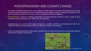 PHOTOPERIODISM AND CLIMATE CHANGE
• The advent of elevated temperatures and changes to rainfall patterns associated with global climate change
may have important implications for the timing of life history stages of animals, resulting in alterations of the
onset, duration, or termination of events, such as reproductive periods or migration.
• Photoperiodism is crucial for initiating physiological and developmental processes across a range of taxa,
including molluscs, arthropods, fish, frogs, birds, and mammals.
• Supplementary cues such as food supply, temperature, weather conditions, and behavioural stimuli can
modify the effects of photoperiod to advance or delay the timing of reproduction.
• Under controlled photoperiod, female white-crowned sparrows Zonotrichia leucophrys show greater follicular
development at higher temperatures.
Source: Google Images
 