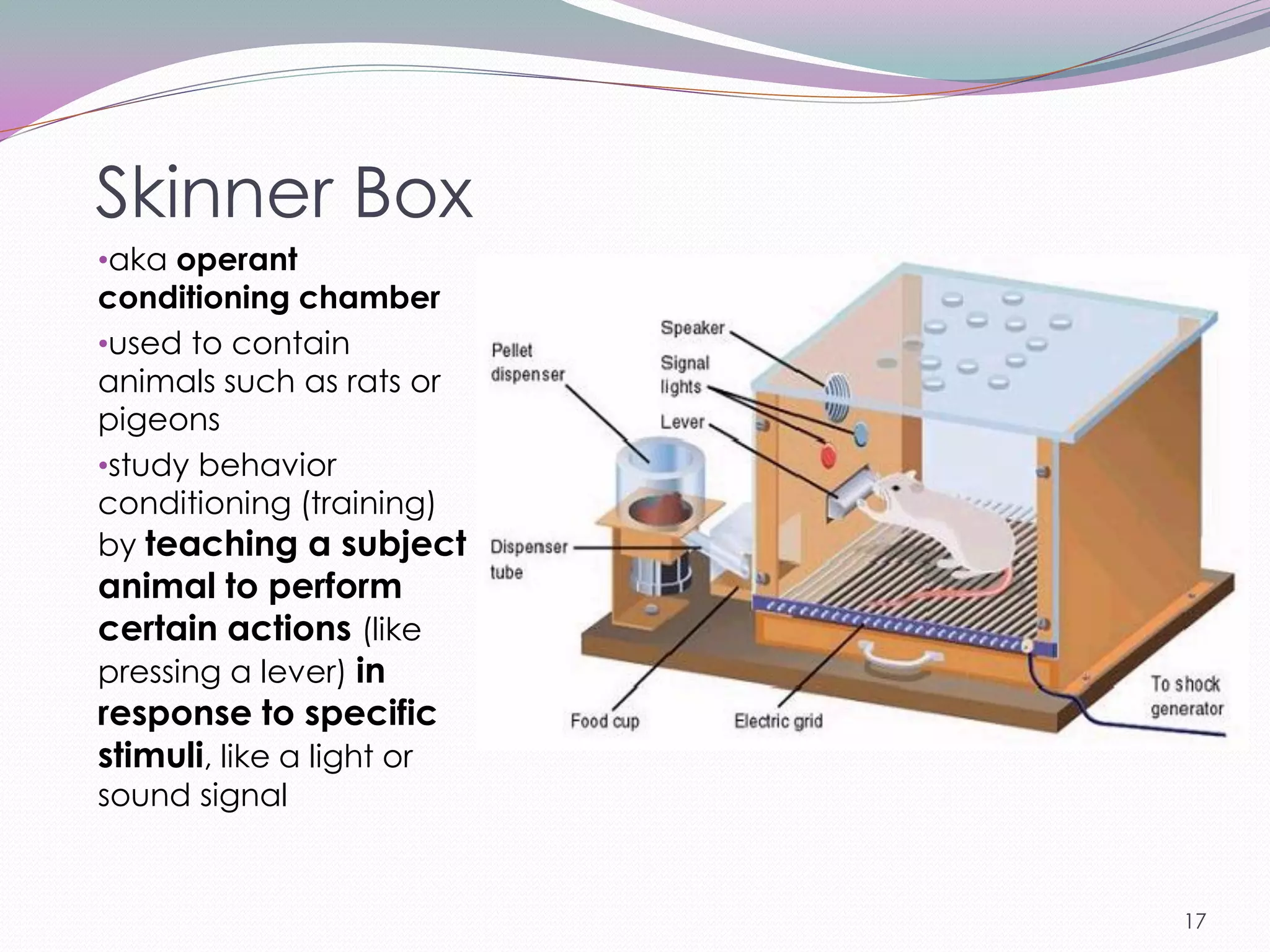 Skinner Box
•aka operant
conditioning chamber
•used to contain
animals such as rats or
pigeons
•study behavior
conditioning (training)
by teaching a subject
animal to perform
certain actions (like
pressing a lever) in
response to specific
stimuli, like a light or
sound signal


                           17
 