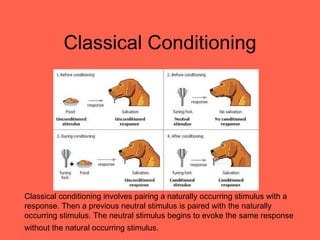 Classical Conditioning




Classical conditioning involves pairing a naturally occurring stimulus with a
response. Then a previous neutral stimulus is paired with the naturally
occurring stimulus. The neutral stimulus begins to evoke the same response
without the natural occurring stimulus.
 
