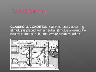1.   CLASSICAL CONDITIONING: A naturally occurring
     stimulus is placed with a neutral stimulus allowing the
     neutral stimulus to, in time, evoke a natural reflex
 