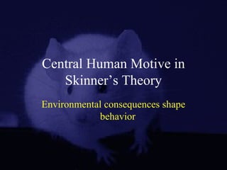 Central Human Motive in
Skinner’s Theory
Environmental consequences shape
behavior
 
