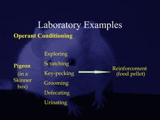 Laboratory Examples
Operant Conditioning
Reinforcement
(food pellet)
Exploring
Scratching
Key-pecking
Grooming
Defecating
Urinating
Pigeon
(in a
Skinner
box)
 
