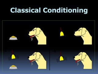 Classical Conditioning
 
