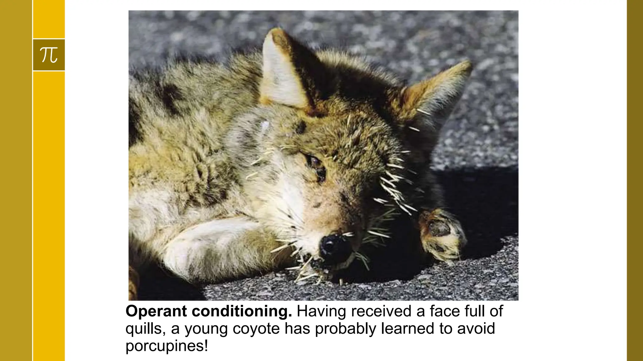 Operant conditioning. Having received a face full of
quills, a young coyote has probably learned to avoid
porcupines!
 