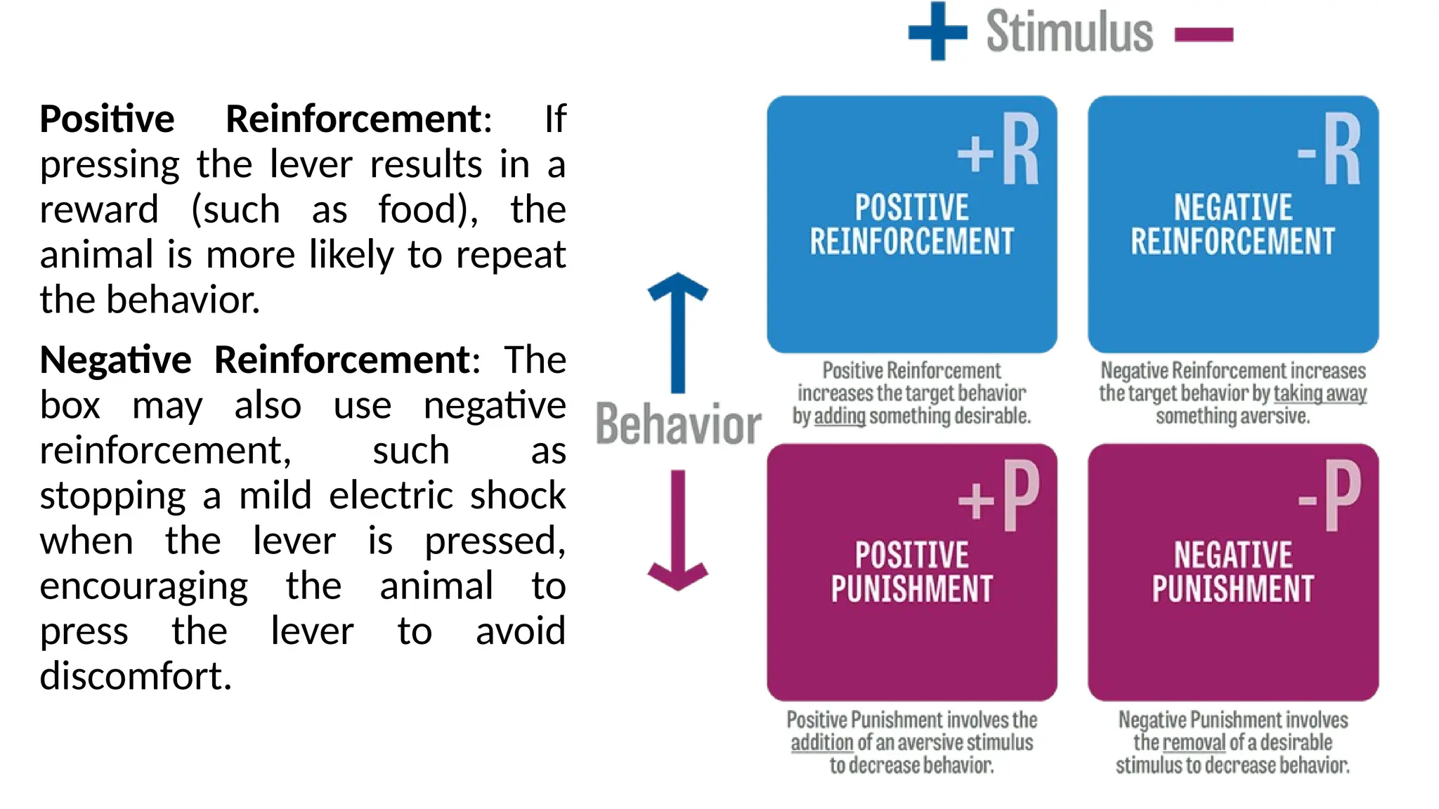 Positive Reinforcement: If
pressing the lever results in a
reward (such as food), the
animal is more likely to repeat
the behavior.
Negative Reinforcement: The
box may also use negative
reinforcement, such as
stopping a mild electric shock
when the lever is pressed,
encouraging the animal to
press the lever to avoid
discomfort.
 