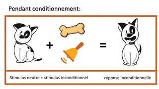 Pendant conditionnement:
+ =
réponse inconditionnelle
Stimulus neutre + stimulus inconditionnel
 