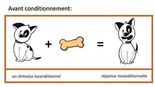Avant conditionnement:
+ =
un stimulus inconditionnel réponse inconditionnelle
 